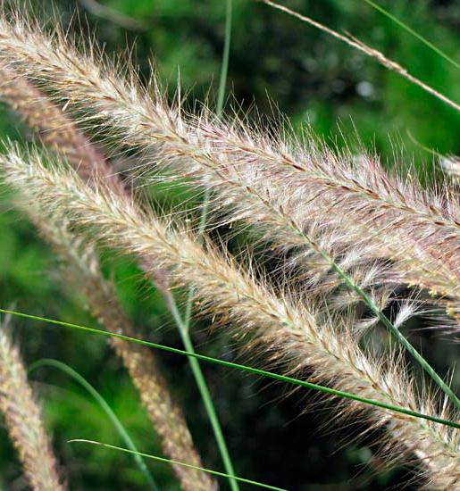 La guaina della foglia è solitamente liscia, ma spesso mostra un margine con peli bianchi (foto