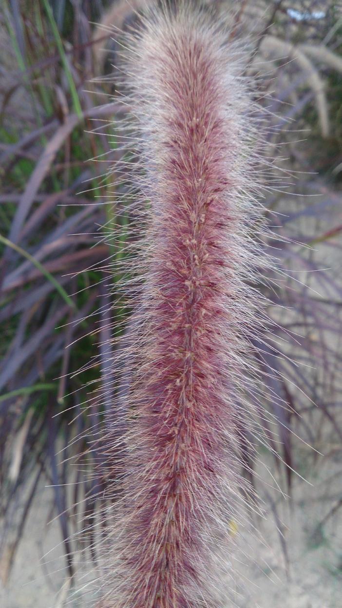 Specie simili Molto simile al P. setaceum è la varietà coltivata, caratterizzata da foglie rossicce (nota come P. setaceum var.