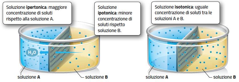 10. L acqua diffonde per osmosi L osmosi, cioè il passaggio di acqua attraverso una membrana semipermeabile, è una forma di diffusione.