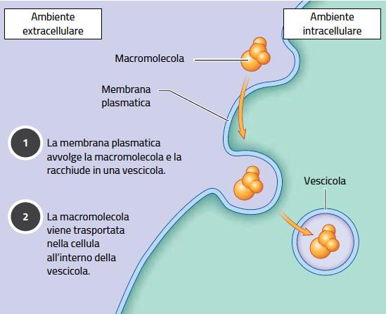 11. I meccanismi di trasporto /1 L endocitosi consente di portare nella cellula