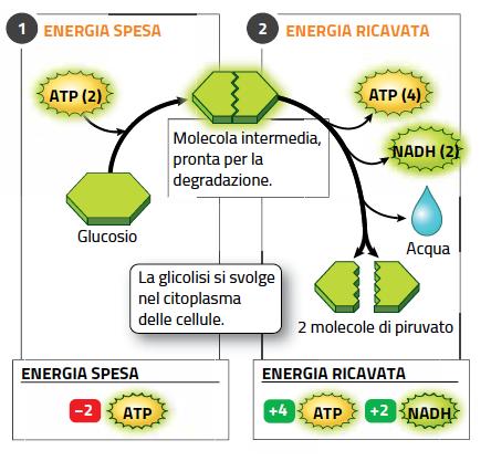 15. La glicolisi avviene nel citoplasma La glicolisi trasforma il glucosio in 2 molecole di