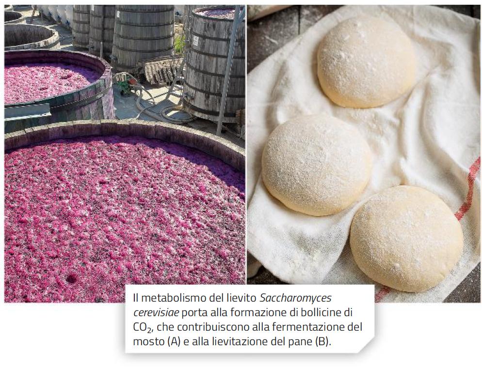 18. La fermentazione: un alternativa anaerobica In assenza di ossigeno, la fermentazione rigenera NAD+ partendo dal NADH, in modo da