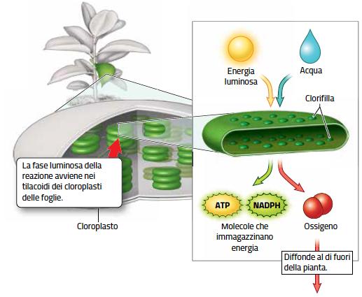 20. Le due fasi della fotosintesi /1 Nei tilacoidi si trovano le molecole di