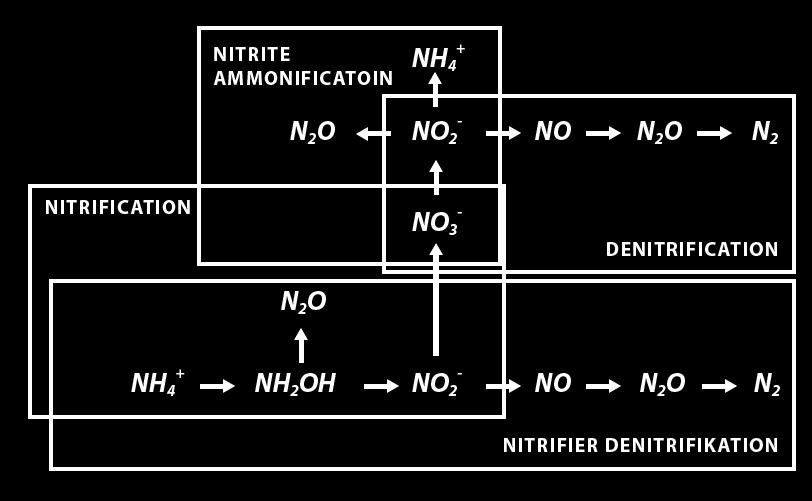 (principalmente ioni NO 3 - e NH 4+ );