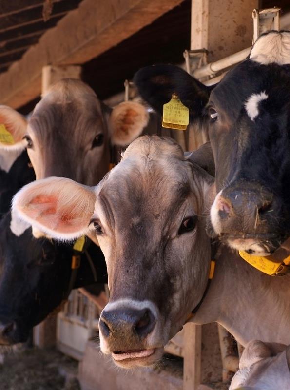 Esempio: Azienda zootecnica bovini da latte 20 Superficie aziendale: 210 ha Riparto colturale: - Mais 75 ha - Grano