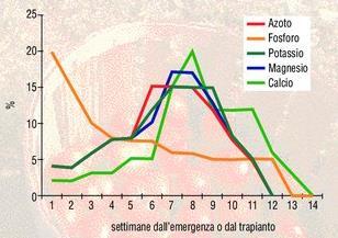 38 Suggerimenti: N: Frazionare il più possibile per ridurre perdite ed effetti sfavorevoli (pianta sbilanciata, distensione cellulare) P: localizzato alla semina/trapianto, ne esalta l azione starter