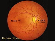 La retina bastoncelli coni Coni concentrati