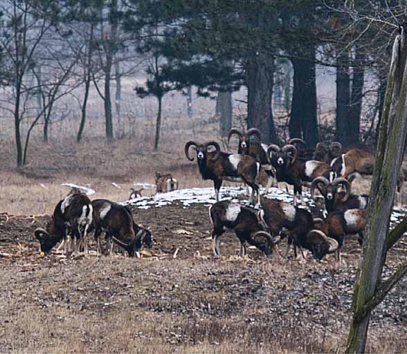 Il periodo migliore per la caccia al daino da trofeo e al muflone è ottobre, cioè novembre, il periodo di accoppiamento di ambedue le specie.