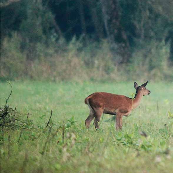 Si organizzano 4-6 giorni di caccia all anno per i gruppi fino a 14 cacciatori, nei