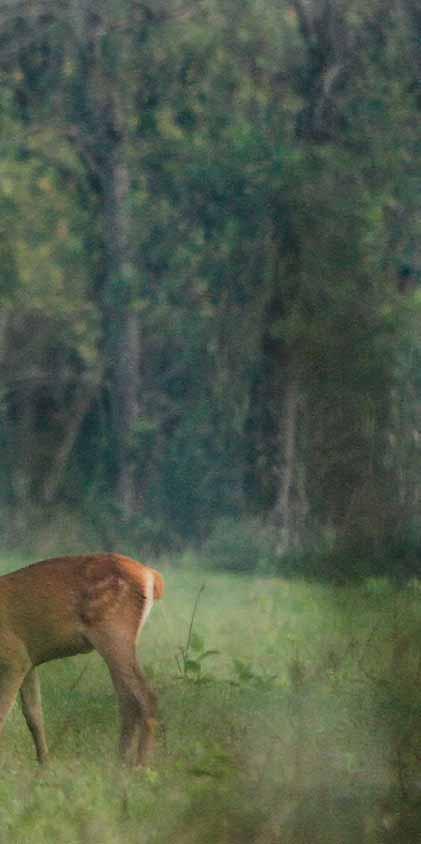 RISERVE DI CACCIA 27 CACCIA GROSSA (caccia individuale) CERVO IN BRAMITO 3 giornate di caccia / 4 notti 25. agosto - 15. settembre 2018.