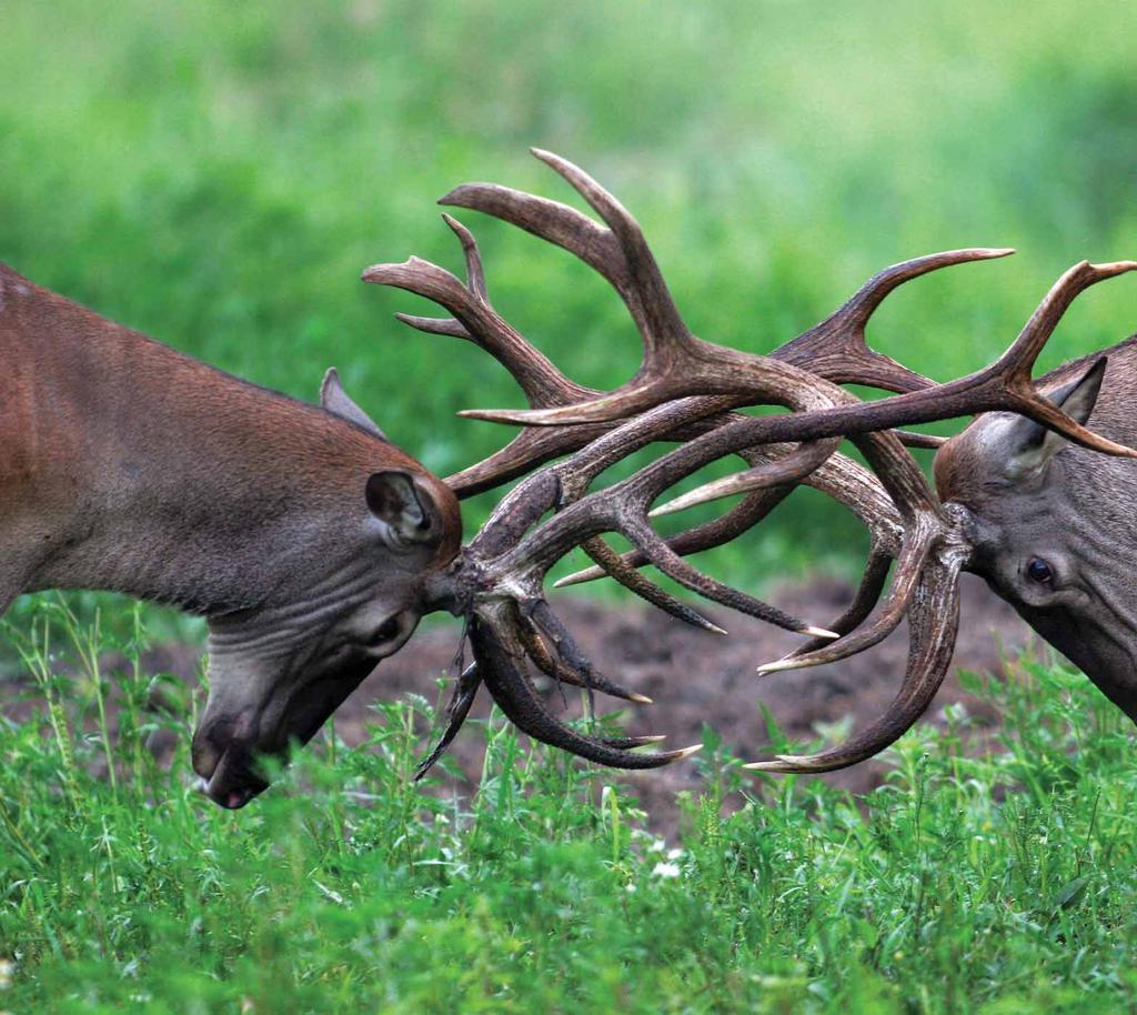 28 RISERVE DI CACCIA Riserva di caccia di BOSUTSKE ŠUME Morović La riserva di caccia di Bosutske šume, riserva di caccia boschiva, comprende la superficie