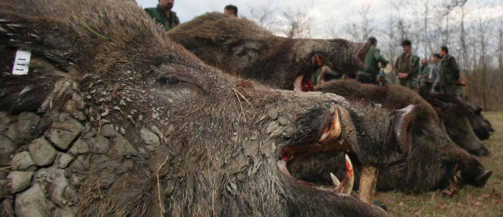 RISERVE DI CACCIA 29 CACCIA GROSSA (caccia individuale) CERVO IN BRAMITO 3 giornate di caccia / 4 notti 25. agosto - 15. settembre 2018. Il prezzo, per cacciatore: 58.476,00 RSD (ca.