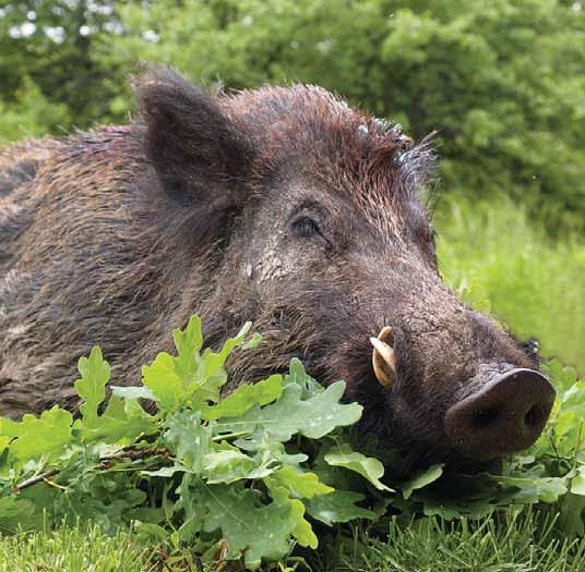 maschio da trofeo e altre categorie di cinghiale, al capriolo e la caccia in gruppo (battuta) al