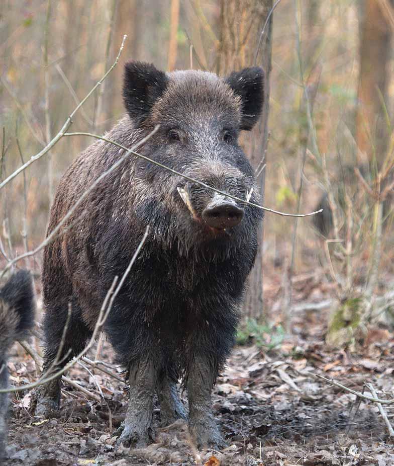 organizzate le cacce in gruppi (battuta) al cinghiale per i gruppi fino a 13 cacciatori.