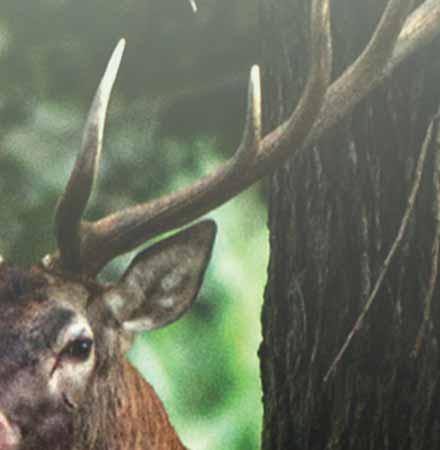 16 delle 17 riserve di caccia si trovano in pianura e una riserva di caccia si trova nel terreno montuoso e collinare.