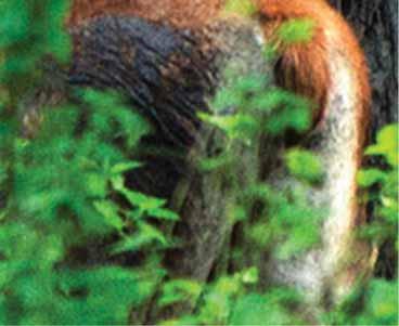 Numero dei fondi nelle riserve di caccia dell Impresa Pubblica JP Vojvodinašume: Specie autoctone di selvaggina grossa Cervo 3.500 esemplari Cinghiale 4.500 esemplari Capriolo 1.