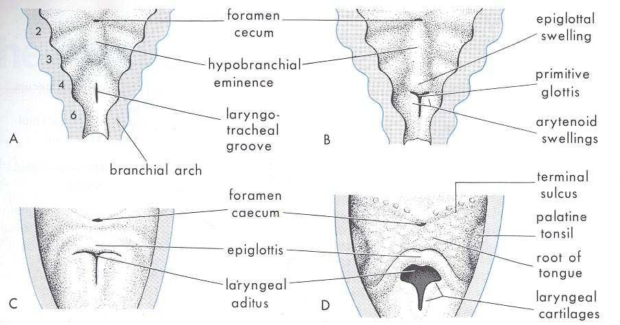 La laringe si sviluppa dagli archi branchiali (dal terzo al sesto) Il primo aditus laringeo ha un a forma a T con