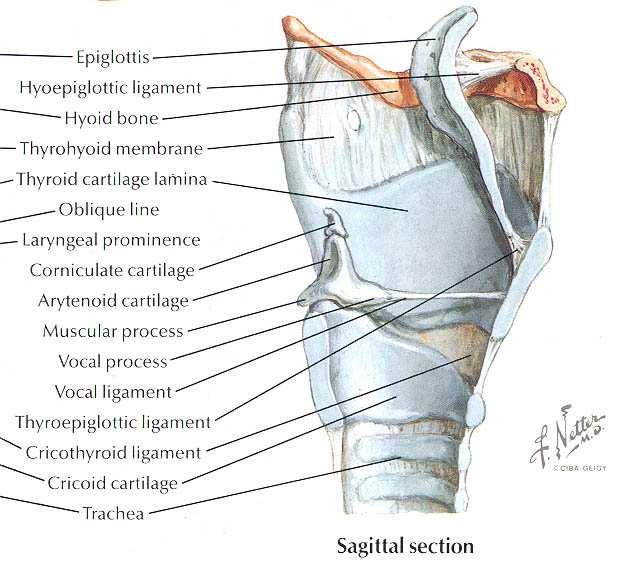 LEGAMENTI SPAZI VISCERALI Spazio pre-epiglottico (o io-tiro-epiglottico) definito superiormente dal legamento