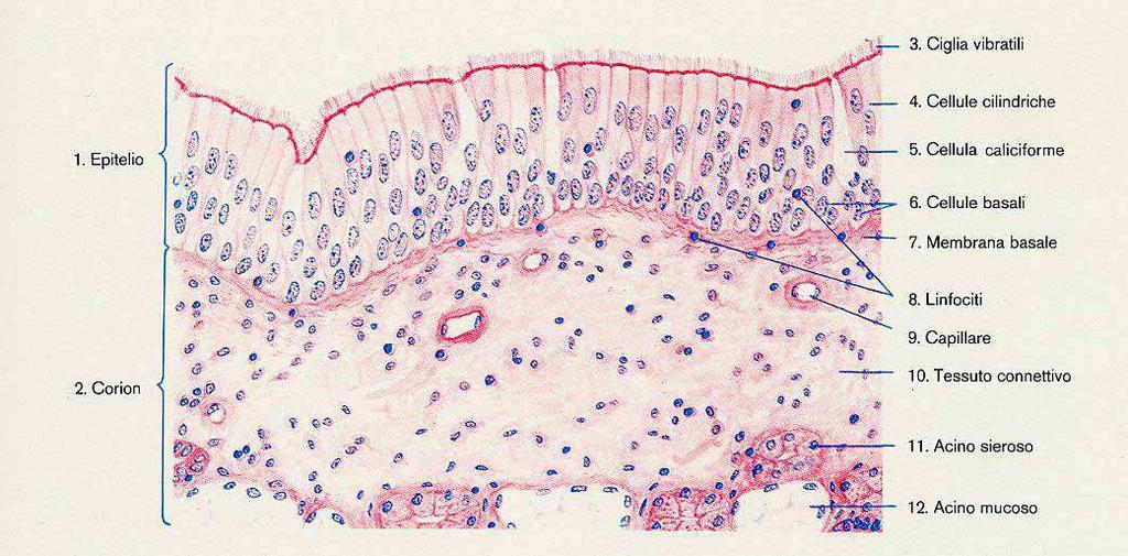 CORDA VOCALE ISTOLOGIA L epitelio cilindrico ciliato pseudostratificato con l interposizione di