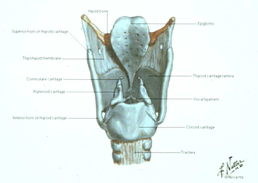 SCHELETRO