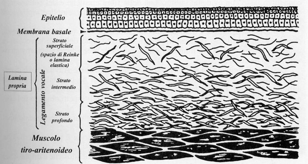 Lamina propria - 3 strati: - Superficiale : spazio di Reinke pochi fibroblasti, scarse fibre elastiche e collagene - Intermedio: soprattutto fibre elastiche,
