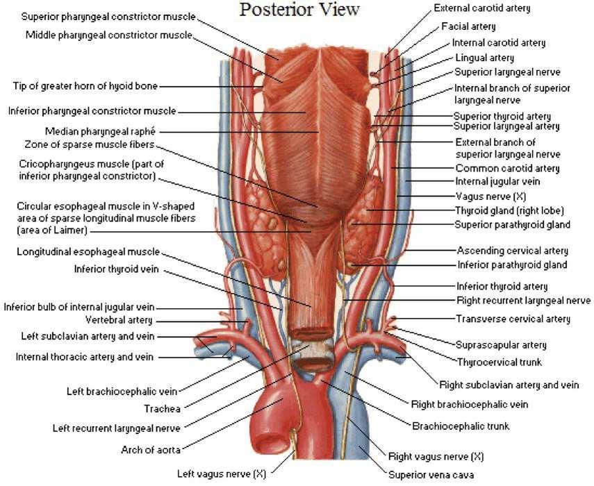 2)VENE: Vena laringea sup vena tiroidea sup vena giugulare interna e, attraverso questa, nella