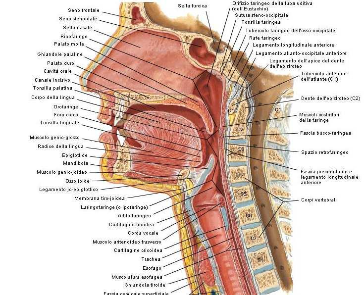 superiore della trachea.