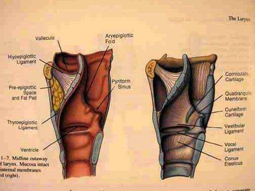 ANATOMIA