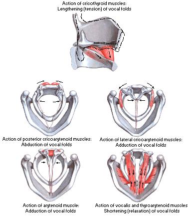 Muscolatura intrinseca M. cricotiroideo TENSORE M. cricoaritenoideo posteriore ABDUTTORE M.