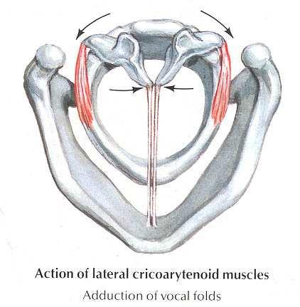 Adduction