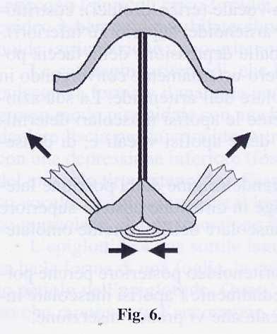 L azione esclusiva del CAL associata ad azione