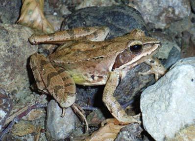 Rana agile (Rana dalmatina, Bonaparte 1840) Geonomia: Entità Sud Europea.