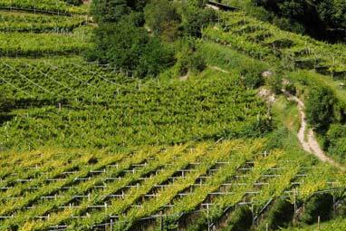 della Paganella, dal Lago di Garda alla Piana Rotaliana, alla Vallagarina, dalle Valle di Cembra alla città di