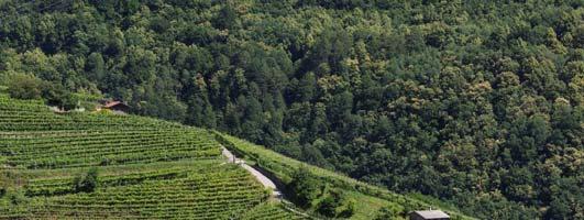 TEROLDEGO ROTALIANO D.O.C. 2017 BAILONI - TRENTO TEROLDEGO ROTALIANO D.O.C. 2017 ENDRIZZI - SAN MICHELE ALL'ADIGE TEROLDEGO ROTALIANO D.O.C. VIGNA LE CERVARE 2016 ZANINI - MEZZOLOMBARDO TEROLDEGO ROTALIANO D.