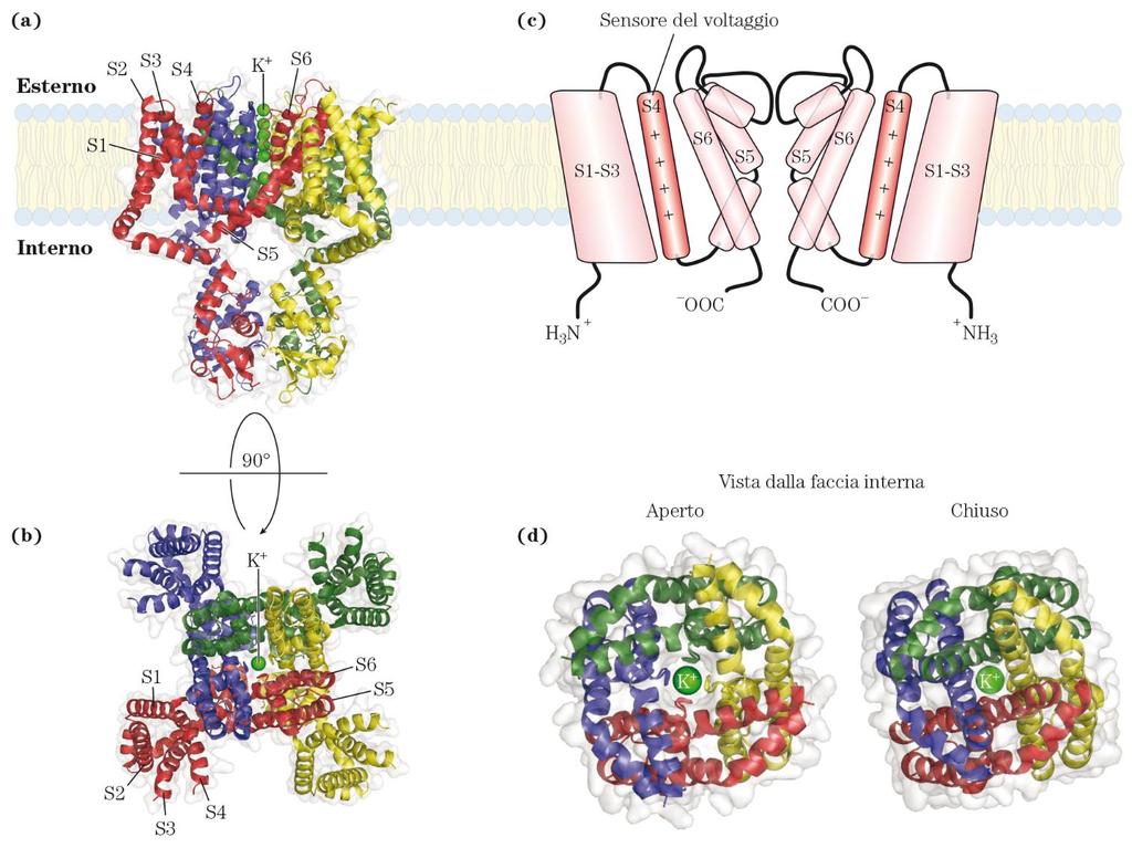 Canale ionico del K + voltaggio dipendente La struttura è comparabile con gli altri canali del potassio; possiedono una elica TM (S4) che si