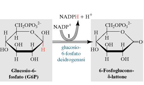 Fase ossidativa: produce NADPH Glucosio-6-fosfato + 2 NADP + + H 2 O ribulosio 5-fosfato + 2 NADPH + CO 2 + 2H +