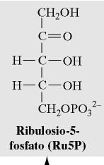 Fosfopentoso isomerasi Ribosio 5-fosfato Se sono necessarie grandi quantità non