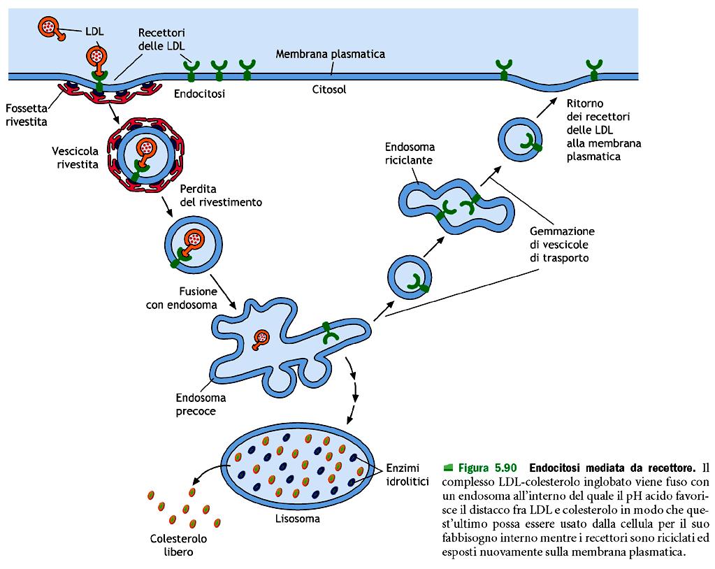 L ingresso del colesterolo, trasportato dalle Low Density