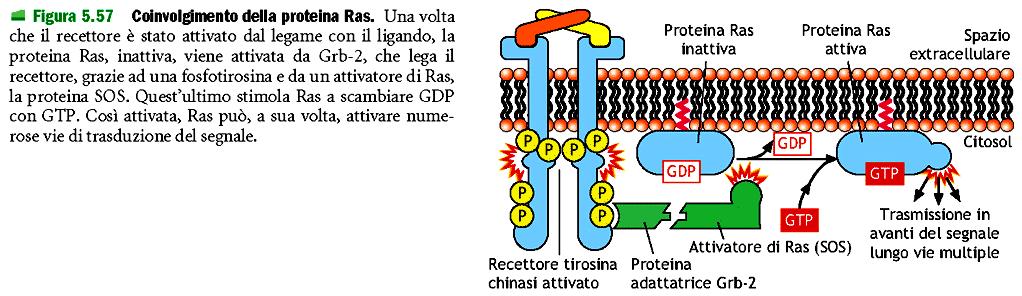 I mitogeni