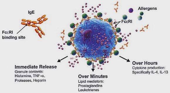 REAZIONI AVVERSE DI TIPO B Non dose dipendente Rara Non correlate alle caratteristiche farmacologiche del farmaco ma dipendenti dalla reattività individuale dell utente Imprevedibile