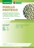 PISELLO PROTEICO CARATTERI BOTANICI, BIOLOGIA, ESIGENZE AMBIENTALI, AVVERSITÀ E PRINCIPALI RIMEDI, VARIETÀ PIÙ DIFFUSE, TECNICA COLTURALE