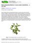 Stevia rebaudiana Bertoni, il nuovo modo di dolcificare e non solo