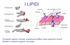 I LIPIDI. Composti organici naturali, ampiamente diffusi negli organismi viventi Solubili in solventi organici non polari