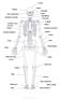 Cranio. Orbita Mascella Denti Mandibola Clavicola Scapola Sterno. Tempia. Osso zigomatico Vertebra cervicale. Costole/ cassa toracica Omero