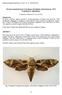 Recenti segnalazioni per la Sardegna di Daphnis nerii (Linnaeus, 1758) (Lepidoptera: Sphingidae)