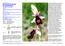 Ophrys Bertolonii ssp Benacensis Orchidea del Benaco G. LAINO Pagina 1 di 12