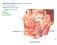 Ghiandole salivari: tubulo-acinose ramificate. parotide. sottolinguale. sottomandibolare. Martini, Timmons Anatomia Umana Capitolo 6