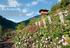 Un roseto. le nuvole. Dai suoi 1500 metri, è il più alto d Europa (Bulla, Ortisei - Alto Adige)