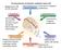 Six characteristics of metastatic (malignant) tumor cells Benign tumor cells are not metastatic.