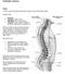Patologie colonna. Cifosi. Esistono cifosi: Altri sintomi sono: La cifosi consiste nell accentuazione della normale curvatura dorsale del rachide.